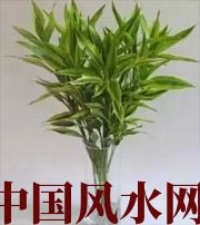 中卫十二生肖养什么植物最旺财运？你知道吗！